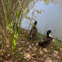 Rimini, Nature and Environment - in ENGLISH