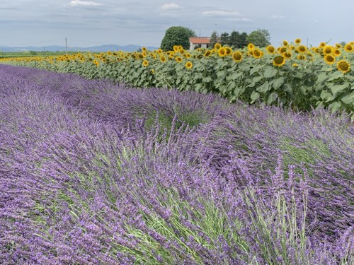 Photo: Summer lavender and sunflowers