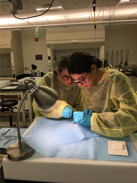 Hands, Minds, and Forceps in Harmony
