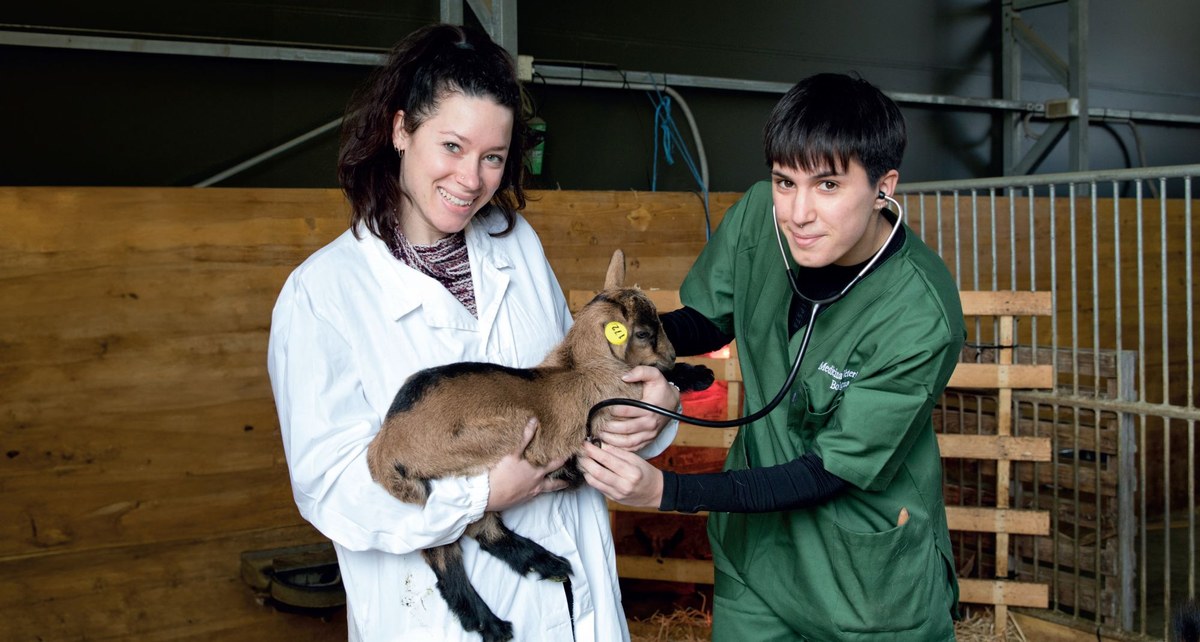 Studenti di Scienze mediche veterinarie che visitano una capretta