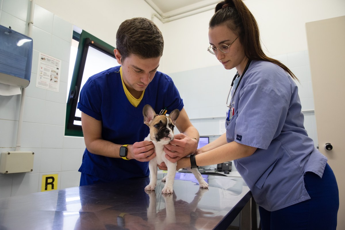 Studenti di Scienze mediche veterinarie che visitano un cane