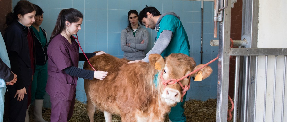 Una mucca viene visitata